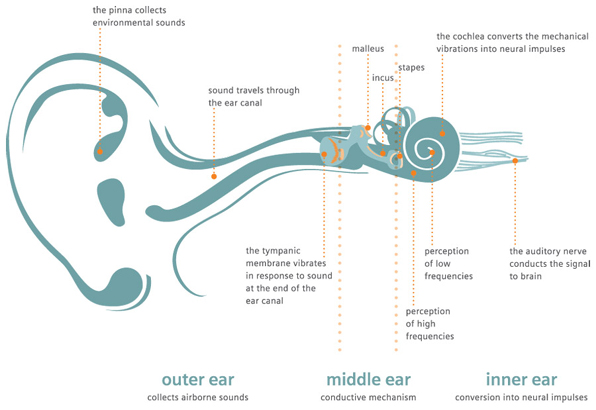ear diagram, Peak ENT and Voice Center, Denver Voice Clinic, Denver ENT, Colorado ENT, Denver hearing specialists, colorado ent doctor, ent rhinoplasty specialist, Peak ENT, vocal cord dysfunction, ear infographic