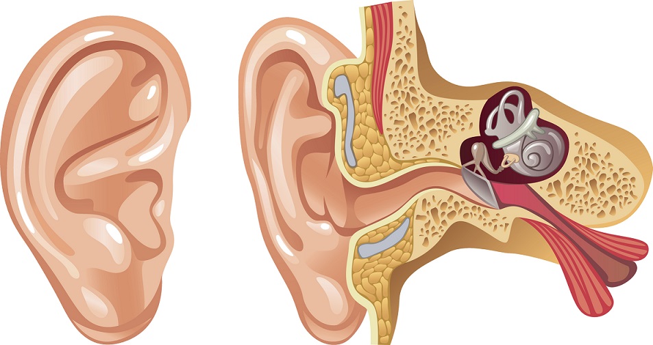 ear diagram, Peak ENT and Voice Center, Denver Voice Clinic, Denver ENT, Colorado ENT, Denver hearing specialists, colorado ent doctor, ent rhinoplasty specialist, Peak ENT, vocal cord dysfunction